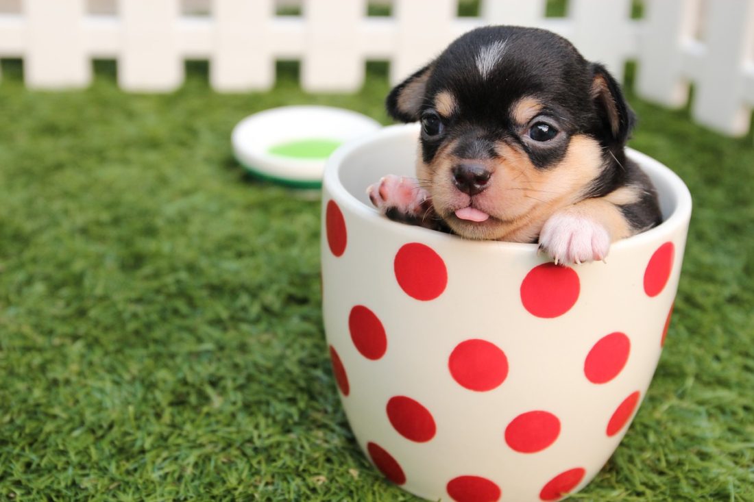 Preparing Your Home and Family for a New Puppy can be harder than you ever realize