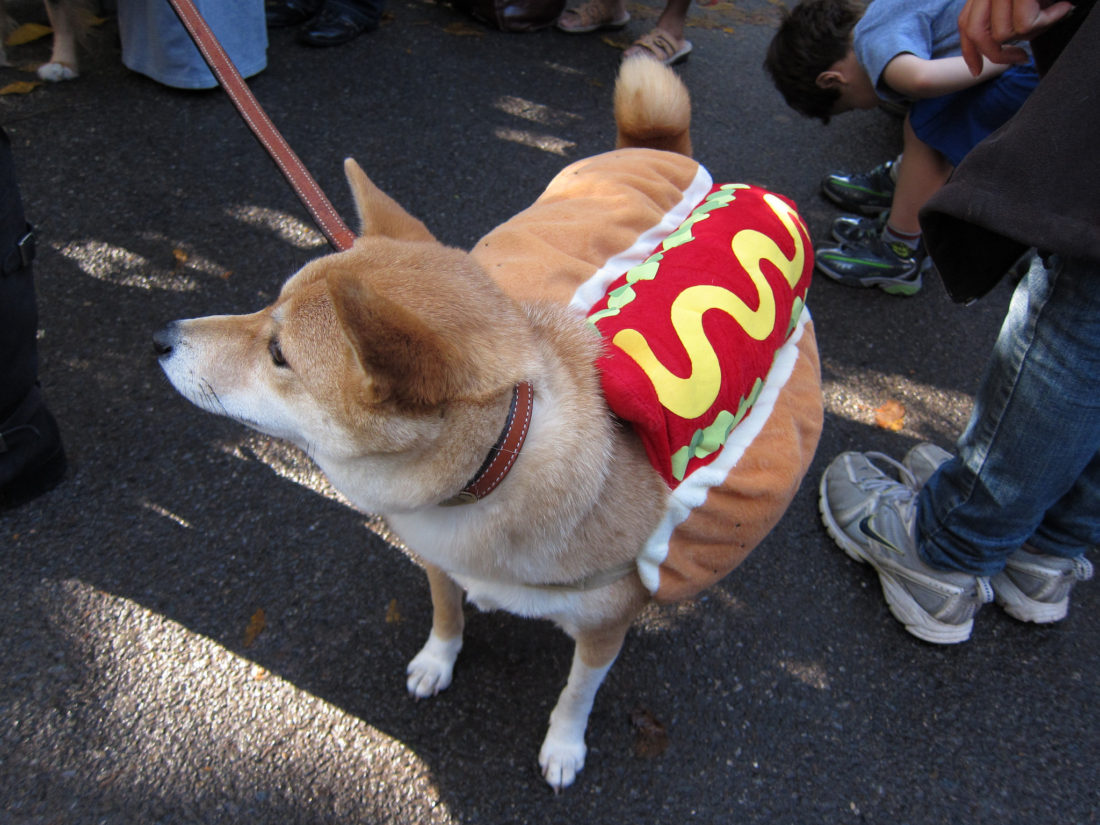 Are you going to get your Dog Dressed up for Halloween?